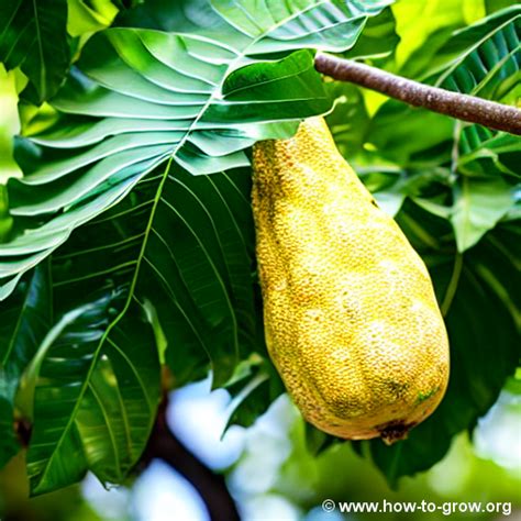 Tips for Cultivating Your Own Breadfruit Tree