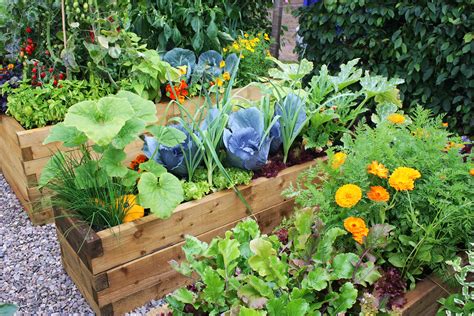 Tips for Cultivating Your Own Lush Salad Garden at Home to Ensure an Uninterrupted Supply