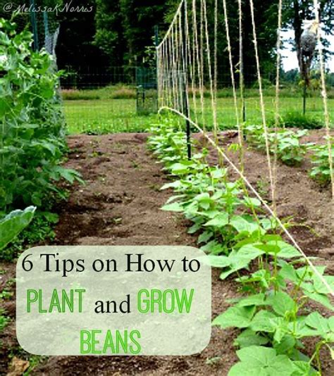 Tips for Cultivating Your Own Perfect Green Beans at Home