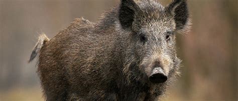 Tips for Deciphering and Interpreting Your Fantasies of Feral Swine