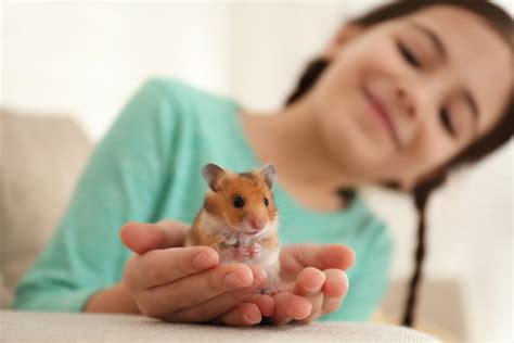 Tips for Deciphering and Making Sense of Dreams Involving Hamster Nips