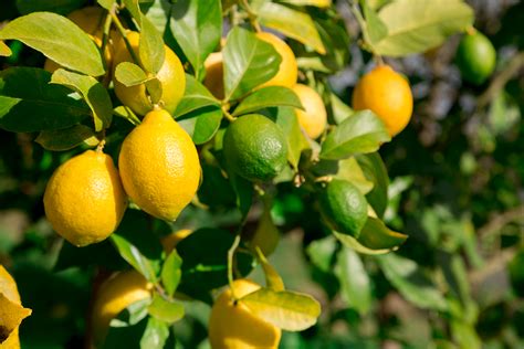 Tips for Harvesting and Enjoying an Abundance of Fresh Lemons