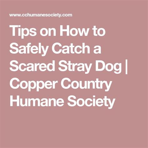 Tips for Safely Catching an Adventurous Stray Canine