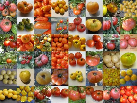 Tips for Selecting the Ideal Tomato Varieties for Your Garden