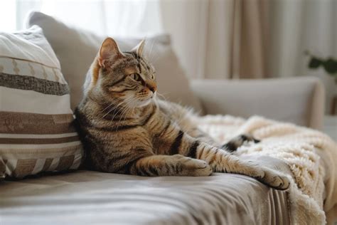 Tips for Selecting the Perfect Feline Companion