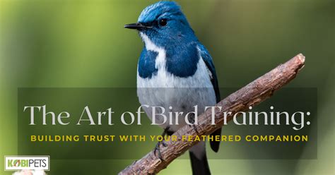 Tips for Training and Building a Strong Bond with Your Feathered Companion