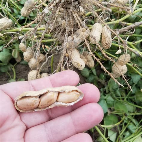 Tips for a Successful Peanut Harvest