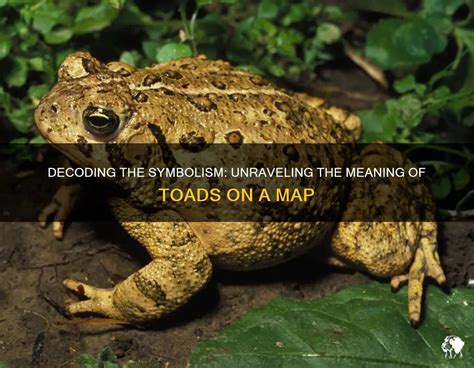 Toads as Messengers: Decoding Symbolic Communications in Dream World