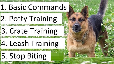 Training Tips for a Well-Mannered German Shepherd Puppy