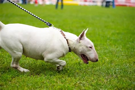 Training a Bull Terrier: Cultivating their Intelligence and Exuberance