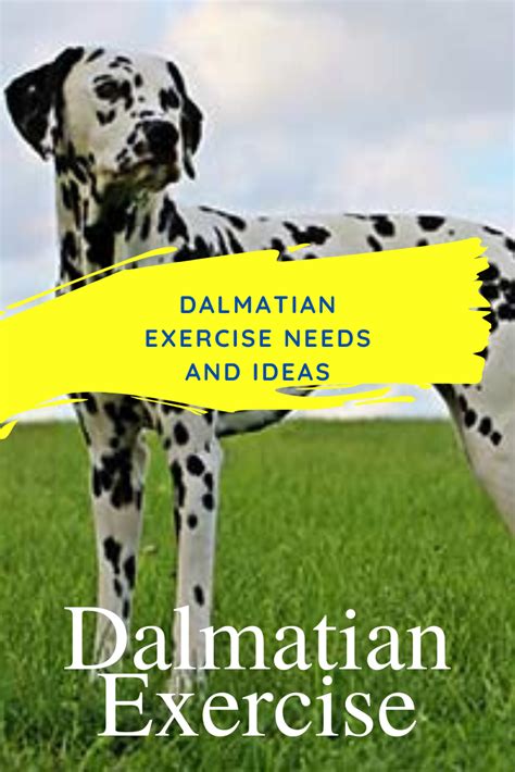 Training and Exercise Needs for Dalmatians