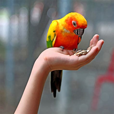 Training and Socialization of Exotic Birds: A Key to Their Well-being and Enrichment