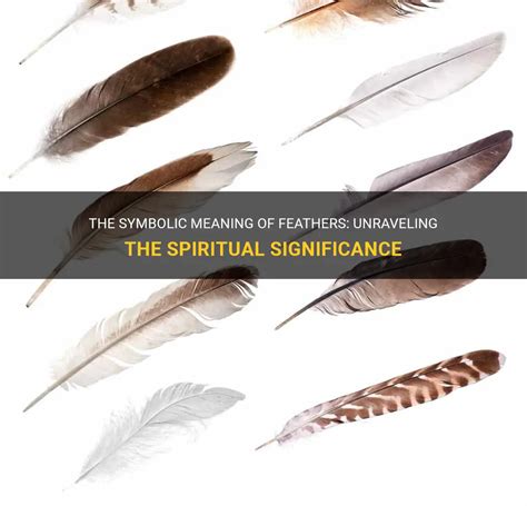 Transformative Meanings of Pale Aves: Unraveling the Significance of Ivory Feathers