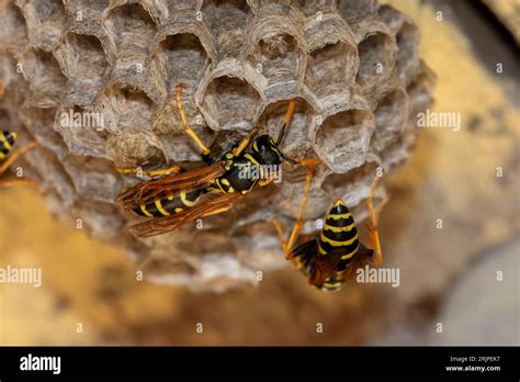 Transforming Fear into Empowerment: Embracing the Message of Deserted Wasp Colony Visions