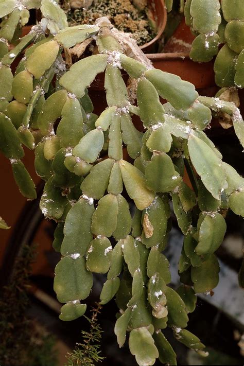 Troubleshooting Common Issues: Dealing with Pests and Diseases in Cacti Blossoms