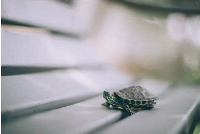 Turtle Care 101: Essentials for a Happy and Healthy Companion