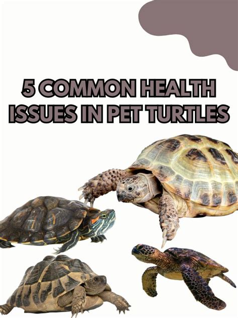 Turtle Health Concerns: Common Issues and Best Practices for Care