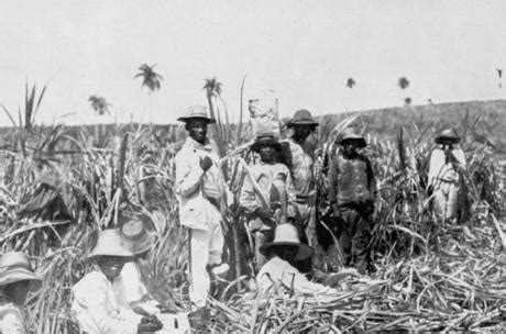 Uncover the Fascinating History of Sugar Plantations