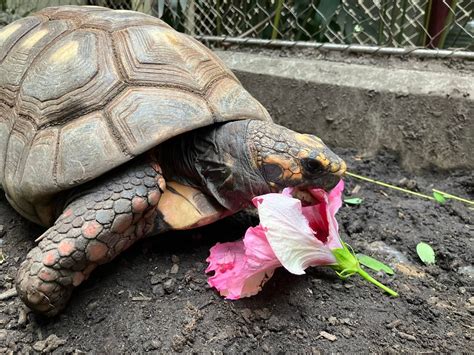 Uncover the Fascinating Lives of Companion Turtles