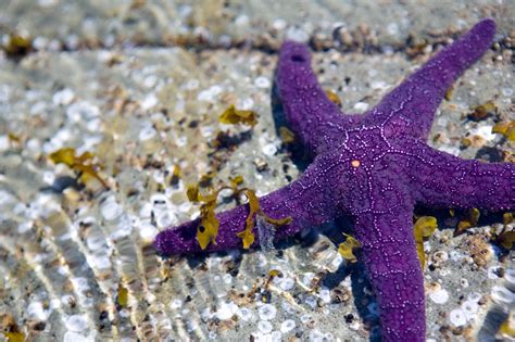 Uncovering the Enigmas of Starfish Behavior