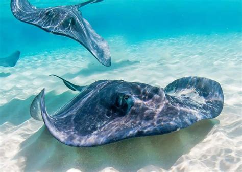 Uncovering the Enigmatic Mysteries of Stingray Behavior