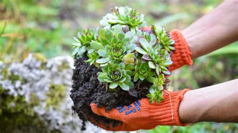 Uncovering the Intricate History Behind the Succulent World of Air-Dried Savories