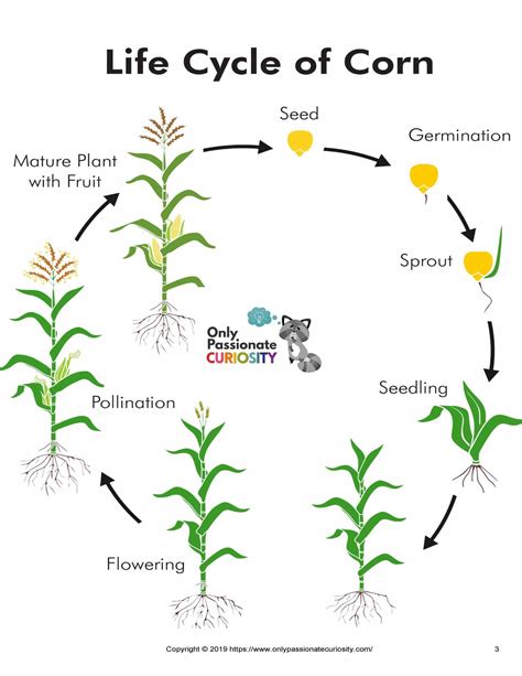 Uncovering the Intriguing Life Cycle of Maize