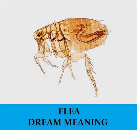 Uncovering the Possible Origins of Flea-Related Dreams Involving Your Feline Companion