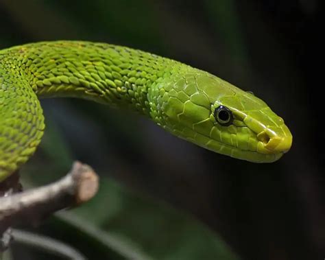 Uncovering the Secrets of the Green Mamba Snake's Habitat