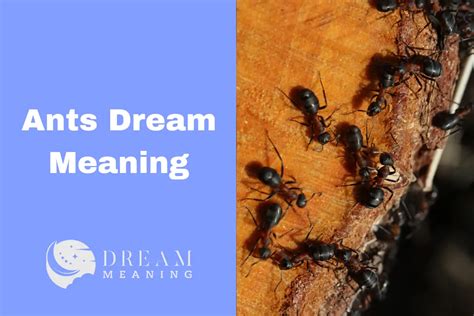 Uncovering the Significance of Ants in One's Dreams