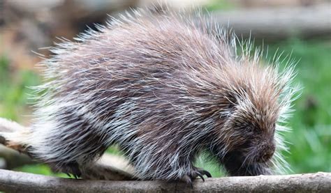 Uncovering the Spiritual Significance of Porcupines in Dreams