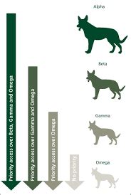 Understanding Canine Pack Communication and Hierarchy Establishment