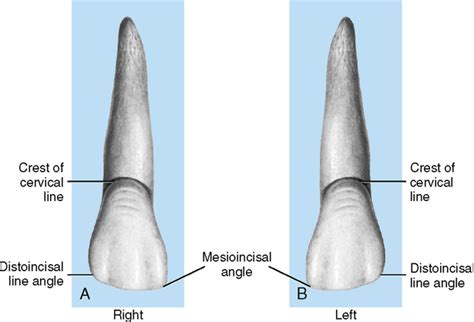 Understanding Dental Structure and the Role of Anterior Incisors