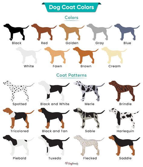 Understanding Dog Breeds with Black and White Coat Colors: Characteristics and Behavior