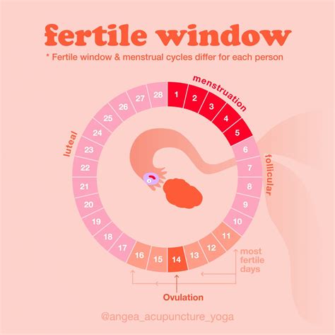 Understanding Your Fertile Window