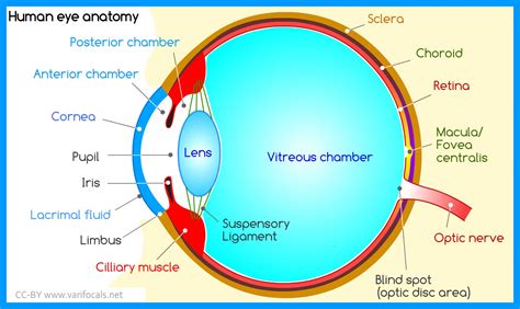 Understanding the Anatomy of the Eye and its Vulnerabilities