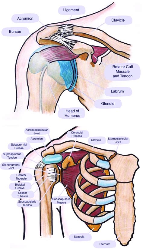 Understanding the Anatomy of the Shoulder Joint