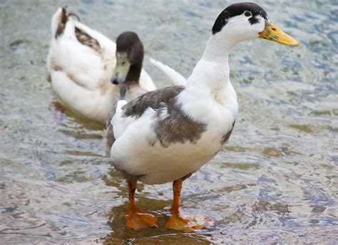 Understanding the Appeal of Domestic Ducks