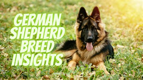 Understanding the Breed: An In-Depth Insight into the Characteristics and Traits of German Shepherds