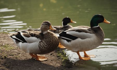 Understanding the Enchantment of Ducks