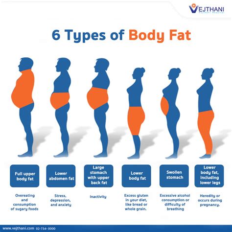 Understanding the Fundamentals of Belly Fat