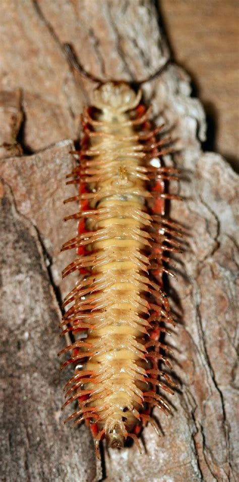 Understanding the Impact of Fear and Anxiety in Dreams Featuring Enormous Millipedes