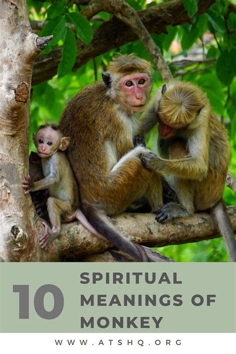 Understanding the Importance of the Monkey as a Spiritual Animal