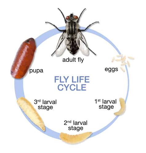 Understanding the Invasion of Fly Larvae