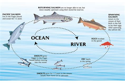 Understanding the Lifecycle of Salmon: From Spawn to Swim