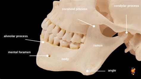 Understanding the Meaning Behind a Fractured Mandible in Dreams