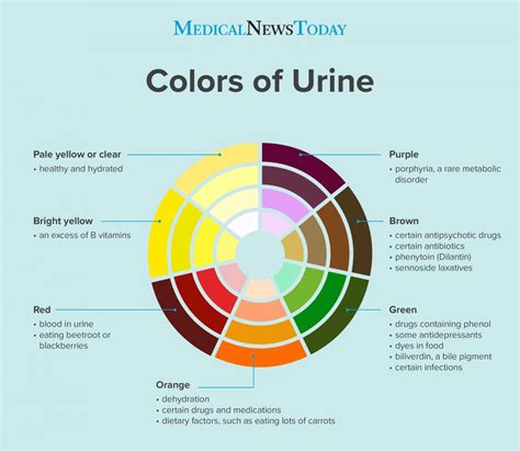 Understanding the Origins of Pale Urine: Investigating the Root Causes