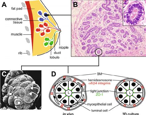 Understanding the Possible Factors behind the Formation of Growths in the Mammary Gland