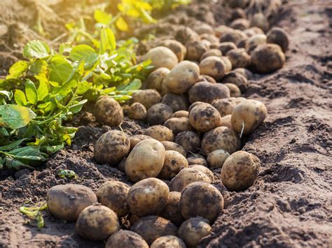 Understanding the Potato Farming Process: Following the Journey from Soil to Plate