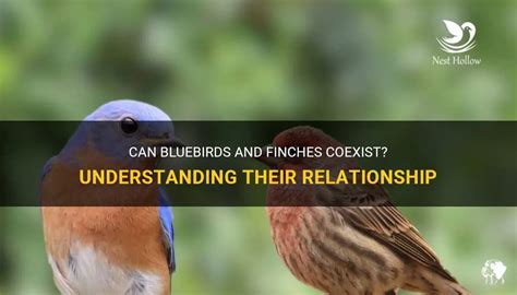 Understanding the Relationship Between Bluebirds and Positive Emotions